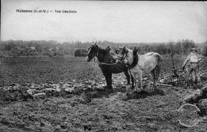 cheval-labour-n-600
